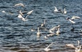 Large flock of seagulls geese swans in a city park