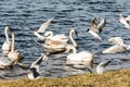 Large flock of seagulls geese swans in a city park Royalty Free Stock Photo