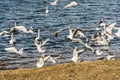 Large flock of seagulls geese swans in a city park