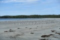 A large flock of seagulls or Larus canus, sitting on the beach at low tide overlooking the ocean, in Cape Scott Provincial Park