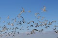 A large flock of seagulls and skimmers flying Royalty Free Stock Photo