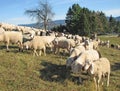 Large flock of sheep and goats grazing