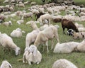 large flock of sheep and goats grazing in the mountains Royalty Free Stock Photo