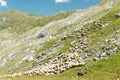 Large flock of sheep grazing on a rocky mountain meadow