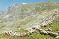 Large flock of sheep grazing on a rocky mountain meadow Royalty Free Stock Photo