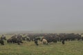 large flock of sheep is grazing in a high mountain pasture on a very foggy day. Silhouette of a shepherd on a horse in