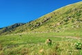 A large flock of sheep on the hillside, Kyrgyzstan. Royalty Free Stock Photo