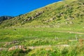 A large flock of sheep on the hillside, Kyrgyzstan. Royalty Free Stock Photo