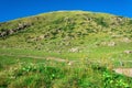 A large flock of sheep on the hillside, Kyrgyzstan. Royalty Free Stock Photo