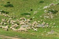 A large flock of sheep on the hillside, Kyrgyzstan. Royalty Free Stock Photo