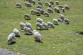 Pretty flock of sheep in the Pyrenees Royalty Free Stock Photo