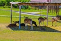 Large flock of sika young deer on a sunny day in nature