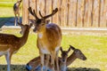 Large flock of sika young deer on a sunny day in nature