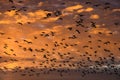 Large flock of silhouetted migratory snow geese flying against a cloudy winter sky lit in brilliant sunset warm orange tones