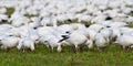 Large flock of snow geese feeding while wintering in the Skagit Valley