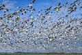 Large flock of snow geese flying against blue sky Royalty Free Stock Photo