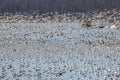 Snow Geese in Flight Royalty Free Stock Photo