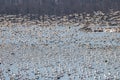 Snow Geese in Flight Royalty Free Stock Photo