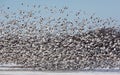 Large flock of snow geese taking off. Royalty Free Stock Photo