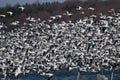 Large Flock of Snow Geese Taking To Flight Royalty Free Stock Photo