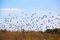 large flock of sparrows flew to the field in search of food.