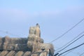 A large flock of sparrows flying to the eaves and wires