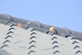 A large flock of sparrows flying to the eaves and wires