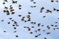 large flock of starlings birds are rapidly waving their wings and flying against the blue summer sky Royalty Free Stock Photo