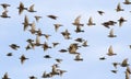 Large flock of starlings birds are rapidly waving their wings and flying against the blue summer sky Royalty Free Stock Photo