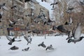 A large flock of street pigeons birds flies by Royalty Free Stock Photo