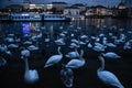 A large flock of swans swimming at night in the Vltava River