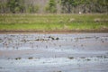 Large Flock of Wading Birds Royalty Free Stock Photo