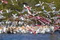Large Flock of Water Birds Feeding Royalty Free Stock Photo