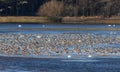 Large flock of waterfowls and swans Royalty Free Stock Photo