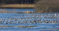 Large flock of waterfowls and swans Royalty Free Stock Photo