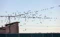 Waxwings on the roof