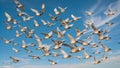 The birds, with their characteristically long, down-curved bills, are depicted in various stages of flight Royalty Free Stock Photo