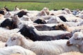 Large flock of white and black sheeps walking on the road on the green field background closeup