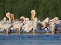 Large flock white pelicans rest on the water