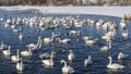 A large flock of white swans and ducks swim in a non-freezing lake. Royalty Free Stock Photo