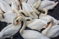 Large flock of white swans on water feeding together Royalty Free Stock Photo