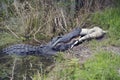 Large Florida Alligator Eating