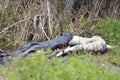 Large Florida Alligator Eating Royalty Free Stock Photo