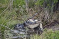 Large Florida Alligator Eating Royalty Free Stock Photo