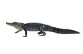 Large Florida Alligator Royalty Free Stock Photo