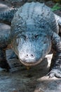 Large Florida Alligator Straight On View Royalty Free Stock Photo