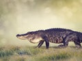 Large Florida Alligator