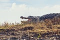 Large Florida Alligator