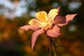 Large flower of a aquilegia.