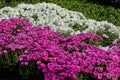 A large flower bed of bright red and white chrysanthemums in the park in autumn. Royalty Free Stock Photo